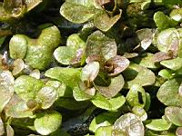 Hydrocotyle Dissecta (fam. Apiacees) (Nouvelle-Zelande) (3) (Photo F. Mrugala)